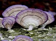 01 Purple Shelf Fungus 6640